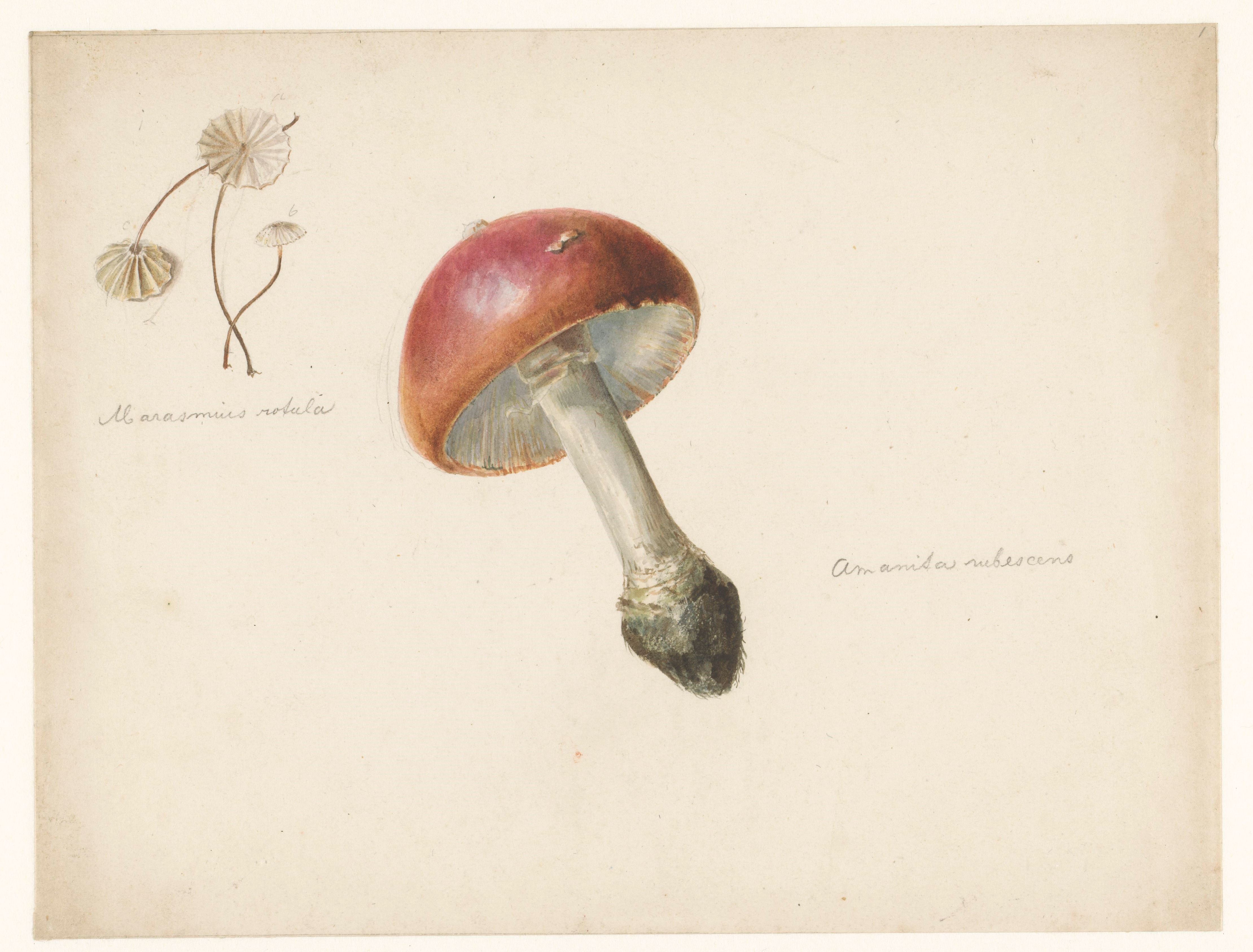 Studieblad met paddestoelen, de Amanita Rubescens en de Marasmius Rotula, Albertus Steenbergen, 1824 - 1900
